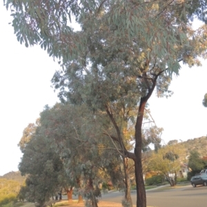 Eucalyptus sideroxylon at Banks, ACT - 9 Sep 2021