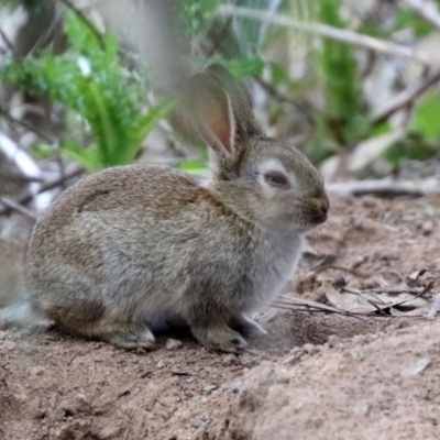 Oryctolagus cuniculus (European Rabbit) at Gilmore, ACT - 16 Sep 2021 by RodDeb