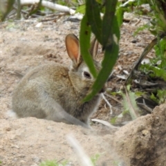 Oryctolagus cuniculus at Gilmore, ACT - 16 Sep 2021