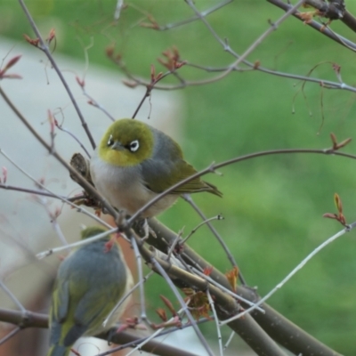 Zosterops lateralis (Silvereye) at Gungahlin, ACT - 19 Sep 2021 by TrishGungahlin