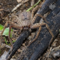 Isopeda canberrana at suppressed - 19 Sep 2021