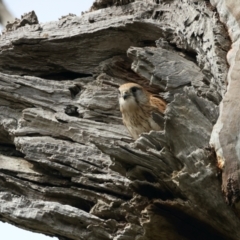 Falco cenchroides (Nankeen Kestrel) at Ainslie, ACT - 10 Sep 2021 by jb2602