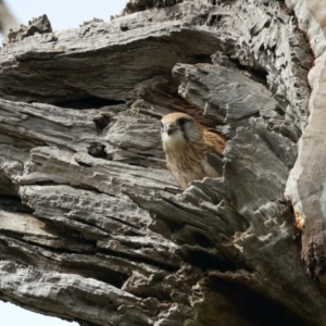 Falco cenchroides at Ainslie, ACT - suppressed