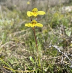 Diuris chryseopsis (Golden Moth) at Throsby, ACT - 20 Sep 2021 by AJB