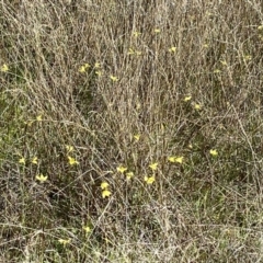 Diuris chryseopsis at Throsby, ACT - 20 Sep 2021