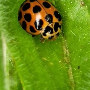 Harmonia conformis at Acton, ACT - 20 Sep 2021