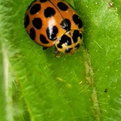 Harmonia conformis (Common Spotted Ladybird) at Acton, ACT - 20 Sep 2021 by tpreston