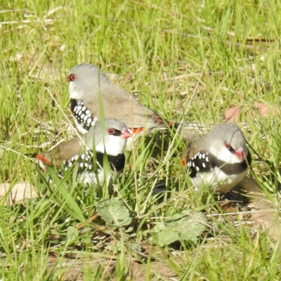 Stagonopleura guttata (Diamond Firetail) at Stromlo, ACT - 19 Sep 2021 by HelenCross