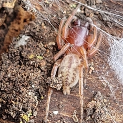 Clubiona sp. (genus) (Unidentified Stout Sac Spider) at Acton, ACT - 20 Sep 2021 by trevorpreston