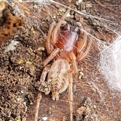 Clubiona sp. (genus) at Acton, ACT - 20 Sep 2021 11:56 AM