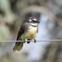 Rhipidura albiscapa at Kambah, ACT - 20 Sep 2021