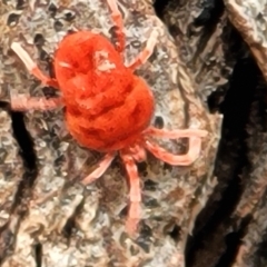 Trombidiidae (family) (Red velvet mite) at Acton, ACT - 20 Sep 2021 by tpreston