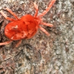 Trombidiidae (family) at Acton, ACT - 20 Sep 2021 11:54 AM