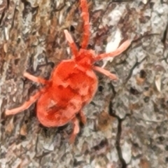 Trombidiidae (family) at Acton, ACT - 20 Sep 2021 11:54 AM