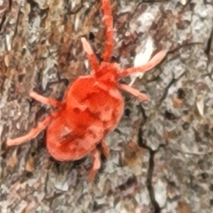 Trombidiidae (family) at Acton, ACT - 20 Sep 2021 11:54 AM