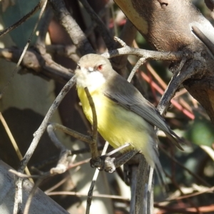 Gerygone olivacea at Kambah, ACT - 20 Sep 2021