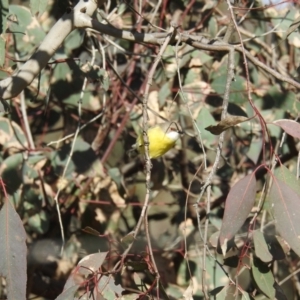 Gerygone olivacea at Kambah, ACT - 20 Sep 2021