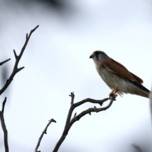 Falco cenchroides at Majura, ACT - suppressed