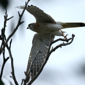 Falco cenchroides at Majura, ACT - suppressed