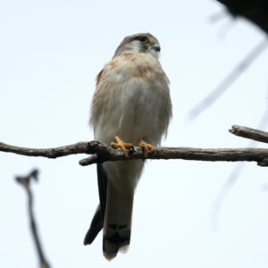 Falco cenchroides at Majura, ACT - suppressed