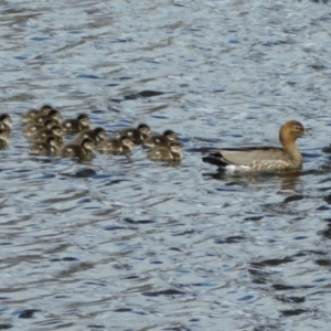 Chenonetta jubata at Symonston, ACT - 20 Sep 2021 10:49 AM