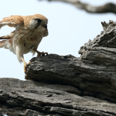 Falco cenchroides (Nankeen Kestrel) at Ainslie, ACT - 10 Sep 2021 by jb2602