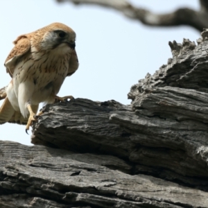 Falco cenchroides at Ainslie, ACT - suppressed