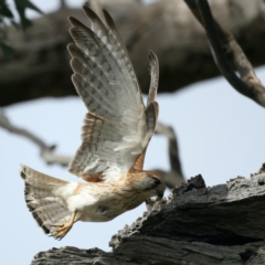 Falco cenchroides at Ainslie, ACT - suppressed