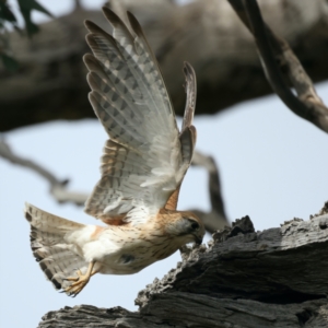 Falco cenchroides at Ainslie, ACT - suppressed