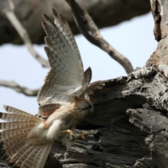 Falco cenchroides at Ainslie, ACT - suppressed