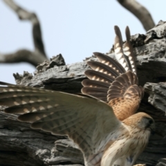 Falco cenchroides at Ainslie, ACT - suppressed