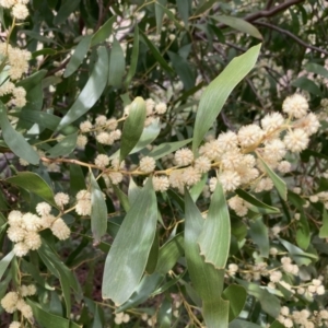 Acacia melanoxylon at Fraser, ACT - 9 Sep 2021 11:28 AM