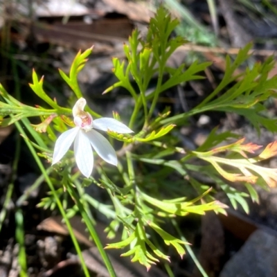 Caladenia carnea (Pink Fingers) at Bundanoon, NSW - 17 Sep 2021 by JanetMW