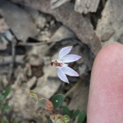 Caladenia fuscata at Currawang, NSW - 19 Sep 2021