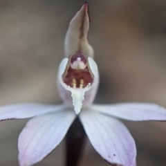 Caladenia fuscata at Currawang, NSW - 19 Sep 2021