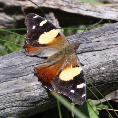 Vanessa itea (Yellow Admiral) at Downer, ACT - 8 Sep 2021 by jbromilow50