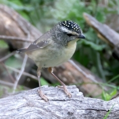 Pardalotus punctatus (Spotted Pardalote) at Majura, ACT - 10 Sep 2021 by jb2602