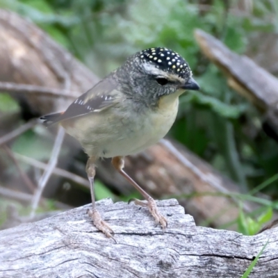 Pardalotus punctatus (Spotted Pardalote) at Majura, ACT - 10 Sep 2021 by jb2602