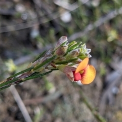 Dillwynia sericea at Currawang, NSW - 19 Sep 2021