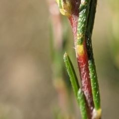 Dillwynia sericea at Currawang, NSW - 19 Sep 2021