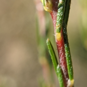 Dillwynia sericea at Currawang, NSW - 19 Sep 2021