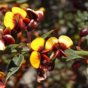 Daviesia ulicifolia subsp. ruscifolia at Bruce, ACT - 19 Sep 2021