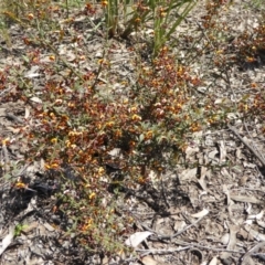 Daviesia ulicifolia subsp. ruscifolia at Bruce, ACT - 19 Sep 2021 12:22 PM