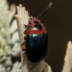Calomela moorei (Acacia Leaf Beetle) at Umbagong District Park - 20 Sep 2021 by Roger