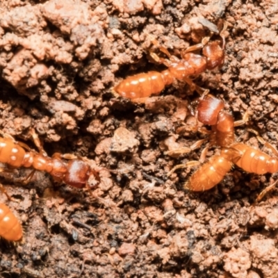 Amblyopone longidens (Slow Ant) at Downer, ACT - 14 Sep 2021 by Roger