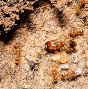 Pheidole sp. (genus) at Downer, ACT - 14 Sep 2021 12:03 PM