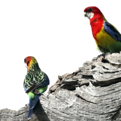 Platycercus eximius (Eastern Rosella) at Majura, ACT - 10 Sep 2021 by jb2602