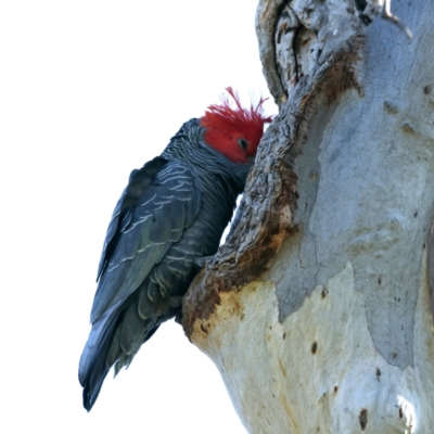 Callocephalon fimbriatum (Gang-gang Cockatoo) at Ainslie, ACT - 8 Sep 2021 by jbromilow50