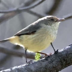 Acanthiza reguloides (Buff-rumped Thornbill) at Majura, ACT - 9 Sep 2021 by jbromilow50