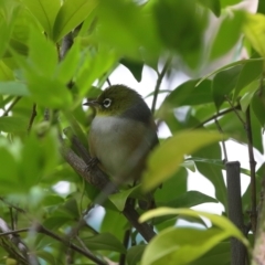 Zosterops lateralis (Silvereye) at Calwell, ACT - 20 Sep 2021 by lucifuge1968